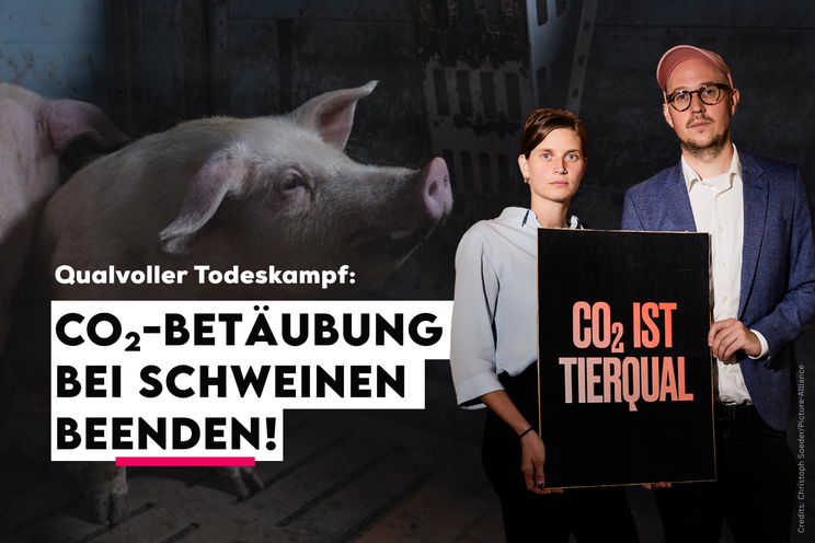 Petition · Beenden Sie die CO₂-Betäubung bei Schweinen, Alois Rainer! · innn.it